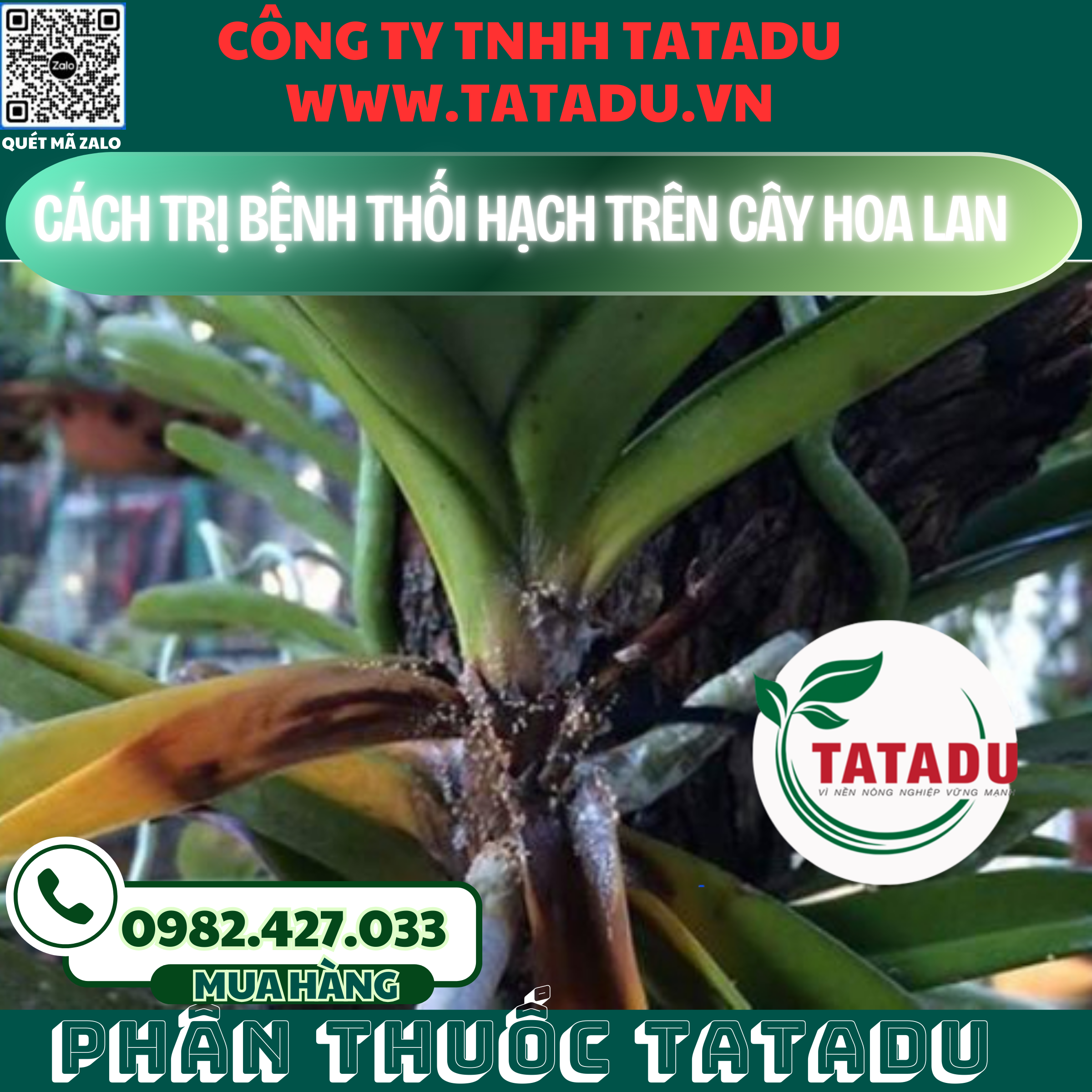 CACH TRI BENH THOI HACH TREN CAY HOA LAN