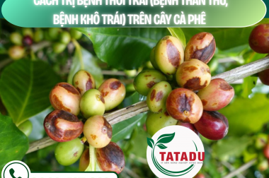 CÁCH TRỊ BỆNH THỐI TRÁI (BỆNH THÁN THƯ, BỆNH KHÔ TRÁI) TRÊN CÂY CÀ PHÊ – CÔNG TY TNHH TATADU