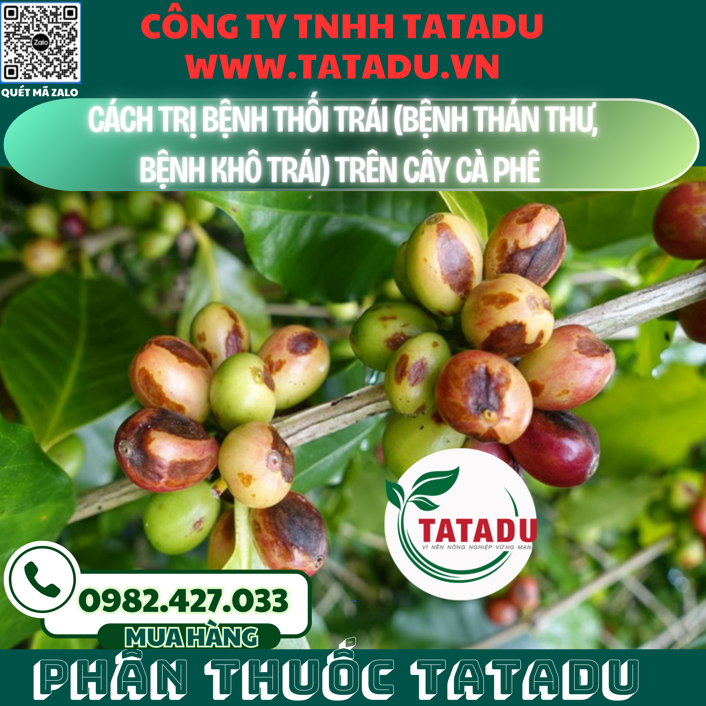 CACH TRI BENH THOI TRAI BENH THAN THU BENH KHO TRAI TREN CAY CA PHE