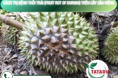 CÁCH TRỊ BỆNH THỐI TRÁI (FRUIT ROT OF DURIAN) TRÊN CÂY SẦU RIÊNG – CÔNG TY TNHH TATADU