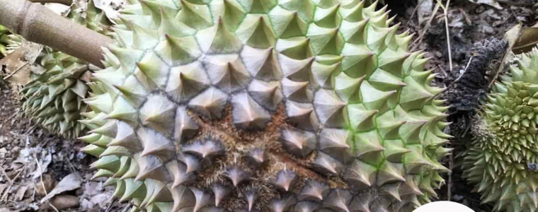 CACH TRI BENH THOI TRAI FRUIT ROT OF DURIAN TREN CAY SAU RIENG