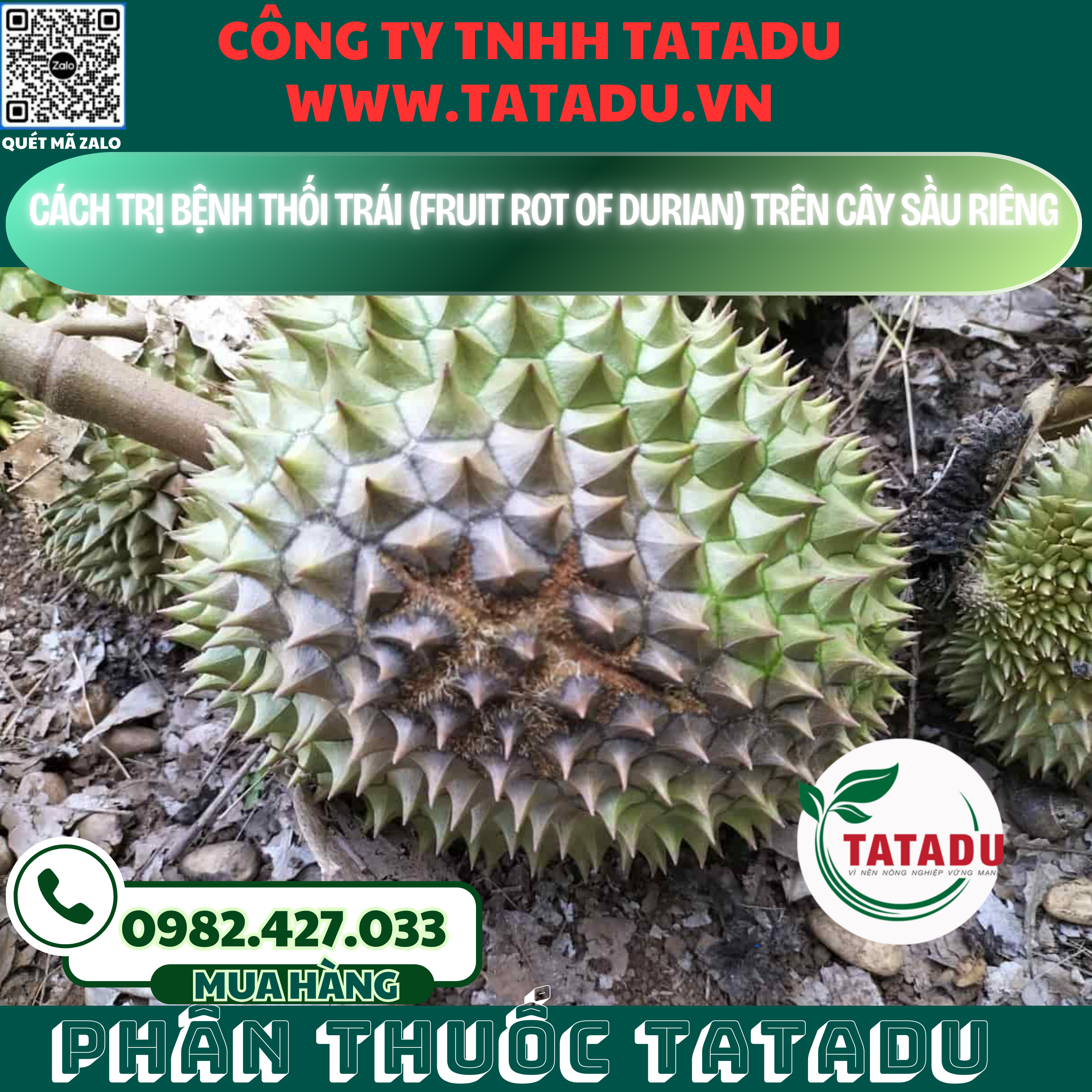 CACH TRI BENH THOI TRAI FRUIT ROT OF DURIAN TREN CAY SAU RIENG