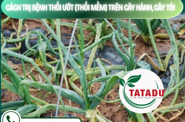 CÁCH TRỊ BỆNH THỐI ƯỚT (THỐI MỀM) TRÊN CÂY HÀNH, CÂY TỎI – CÔNG TY TNHH TATADU