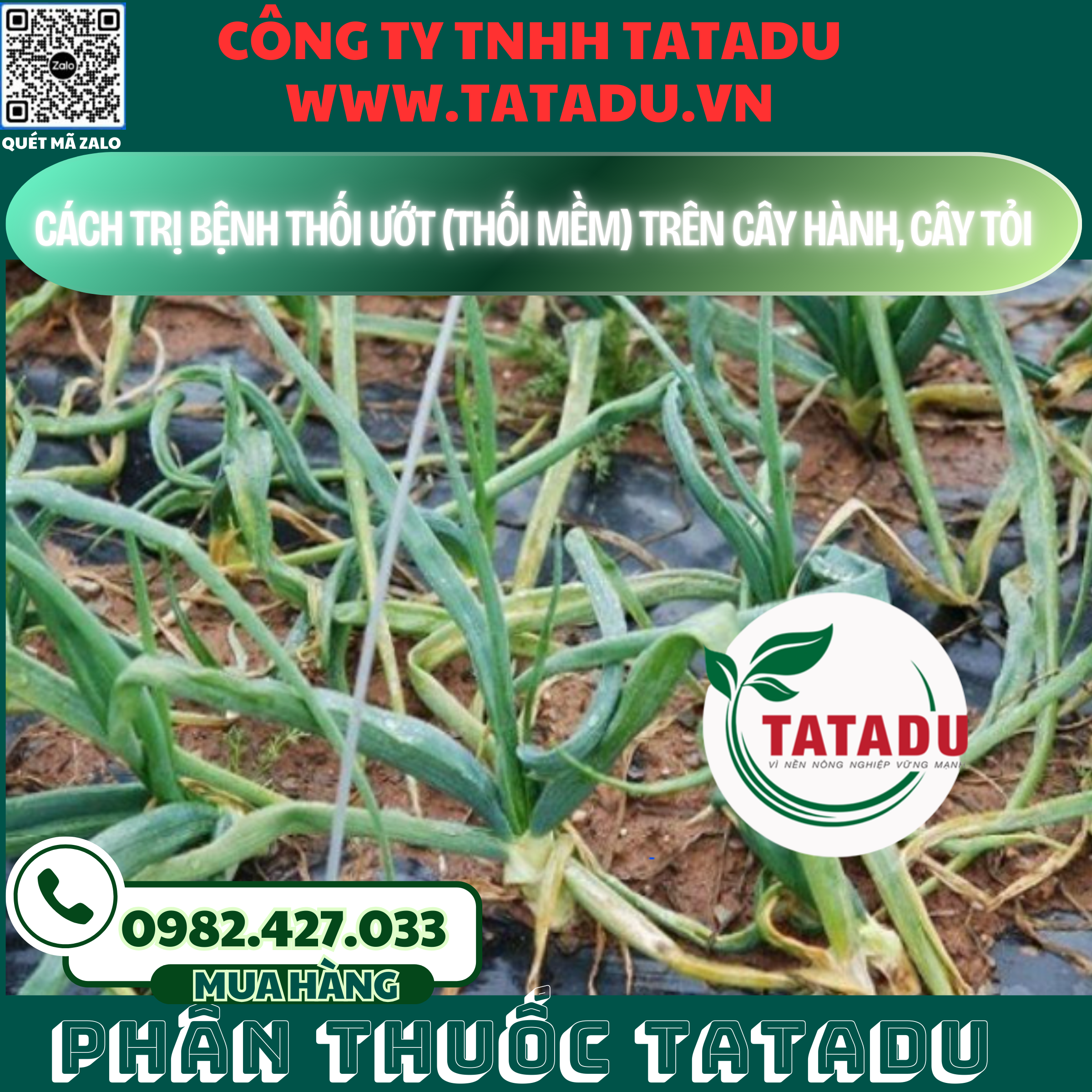 CACH TRI BENH THOI UOT THOI MEM TREN CAY HANH CAY TOI
