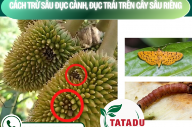 CÁCH TRỪ SÂU ĐỤC CÀNH, ĐỤC TRÁI TRÊN CÂY SẦU RIÊNG – CÔNG TY TNHH TATADU