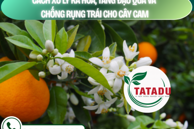 CÁCH XỬ LÝ RA HOA, TĂNG ĐẬU QUẢ VÀ CHỐNG RỤNG TRÁI CHO CÂY CAM – CÔNG TY TNHH TATADU