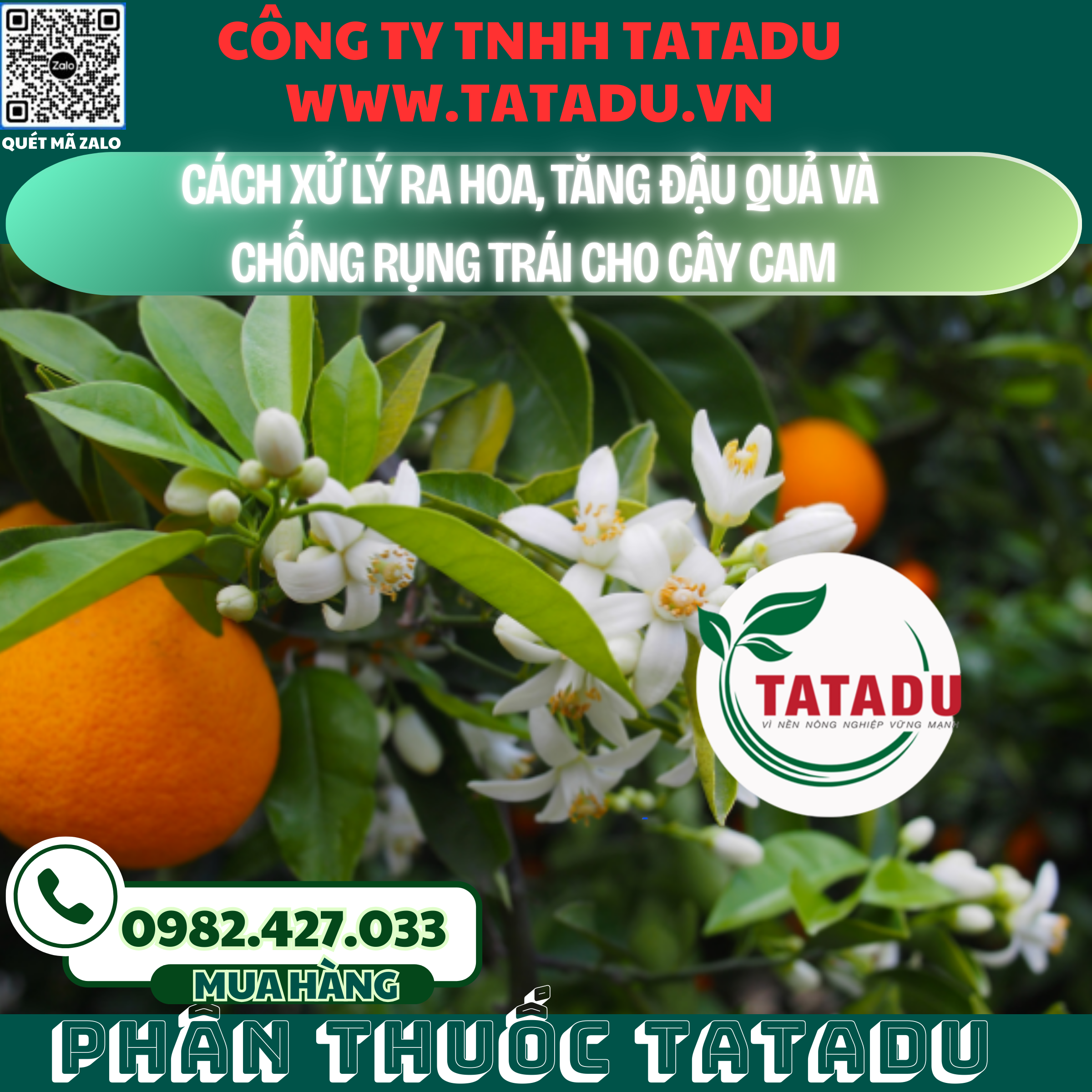 CACH XU LY RA HOA TANG DAU QUA VA CHONG RUNG TRAI CHO CAY CAM