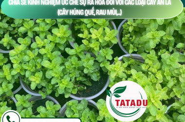 CHIA SẺ KINH NGHIỆM ỨC CHẾ SỰ RA HOA ĐỐI VỚI CÁC LOẠI CÂY ĂN LÁ (CÂY HÚNG QUẾ, RAU MÙI,…) – CÔNG TY TNHH TATADU