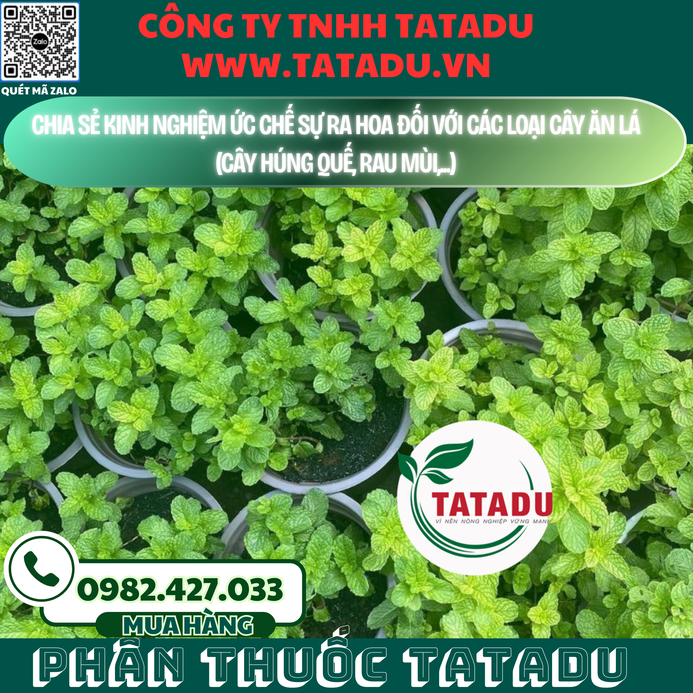 CHIA SE KINH NGHIEM UC CHE SU RA HOA DOI VOI CAC LOAI CAY AN LA CAY HUNG QUE RAU MUI