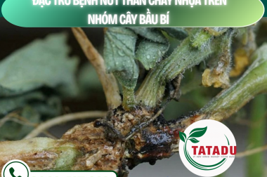 TRỪ BỆNH NỨT THÂN CHẢY NHỰA TRÊN NHÓM CÂY BẦU BÍ – CÔNG TY TNHH TATADU