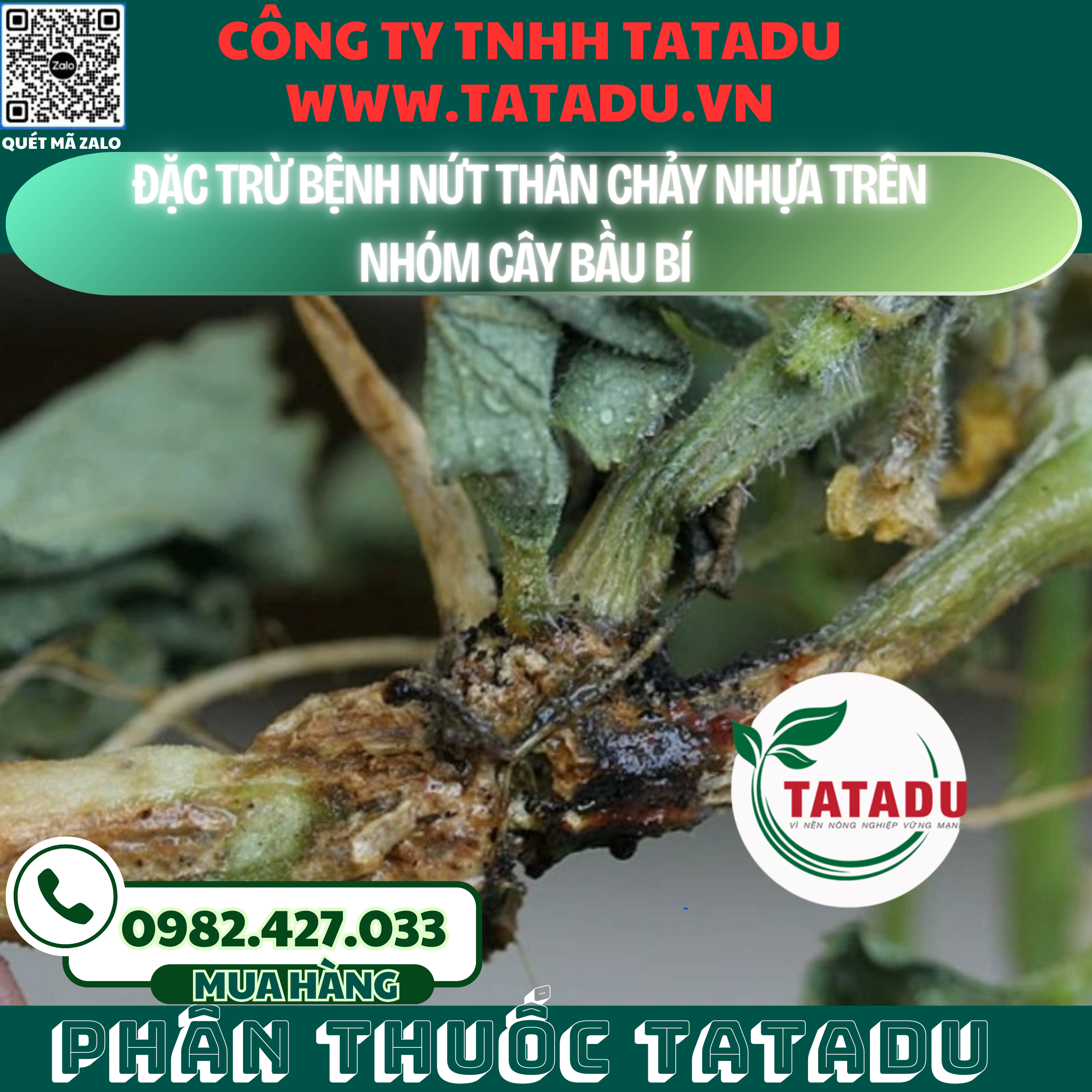 DAC TRU BENH NUT THAN CHAY NHUA TREN NHOM CAY BAU BI