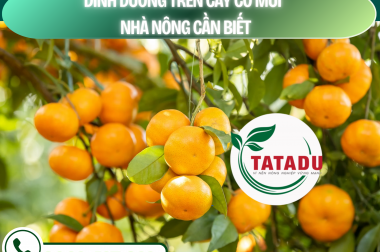 DINH DƯỠNG TRÊN CÂY CÓ MÚI – NHÀ NÔNG CẦN BIẾT – CÔNG TY TNHH TATADU