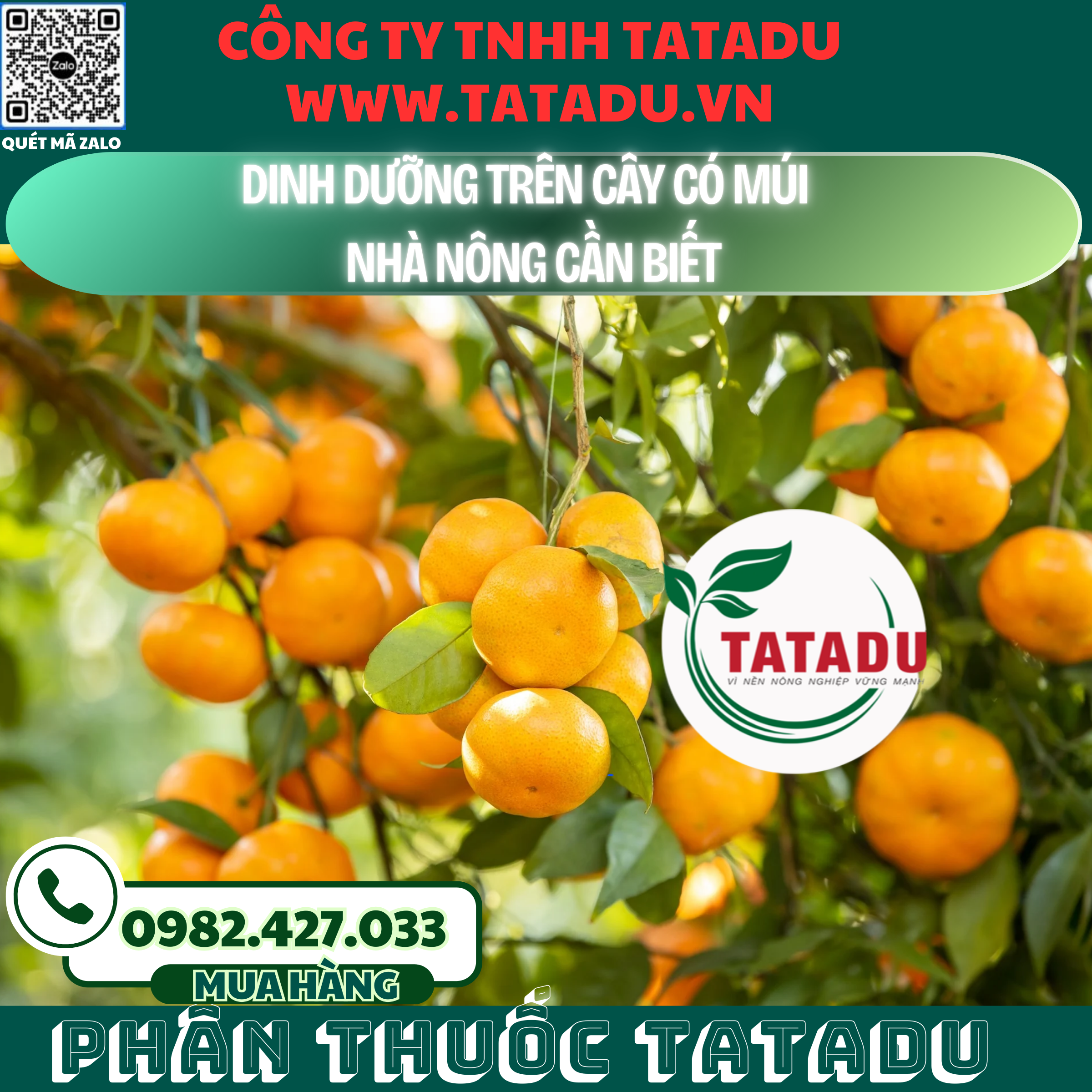 DINH DUONG TREN CAY CO MUI NHA NONG CAN BIET