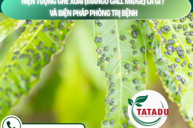 HIỆN TƯỢNG GHẺ XOÀI (MANGO GALL MIDGE) LÀ GÌ? VÀ BIỆN PHÁP PHÒNG TRỊ BỆNH – CÔNG TY TNHH TATADU