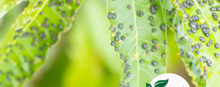 HIEN TUONG GHE XOAI MANGO GALL MIDGE LA GI VA BIEN PHAP PHONG TRI BENH