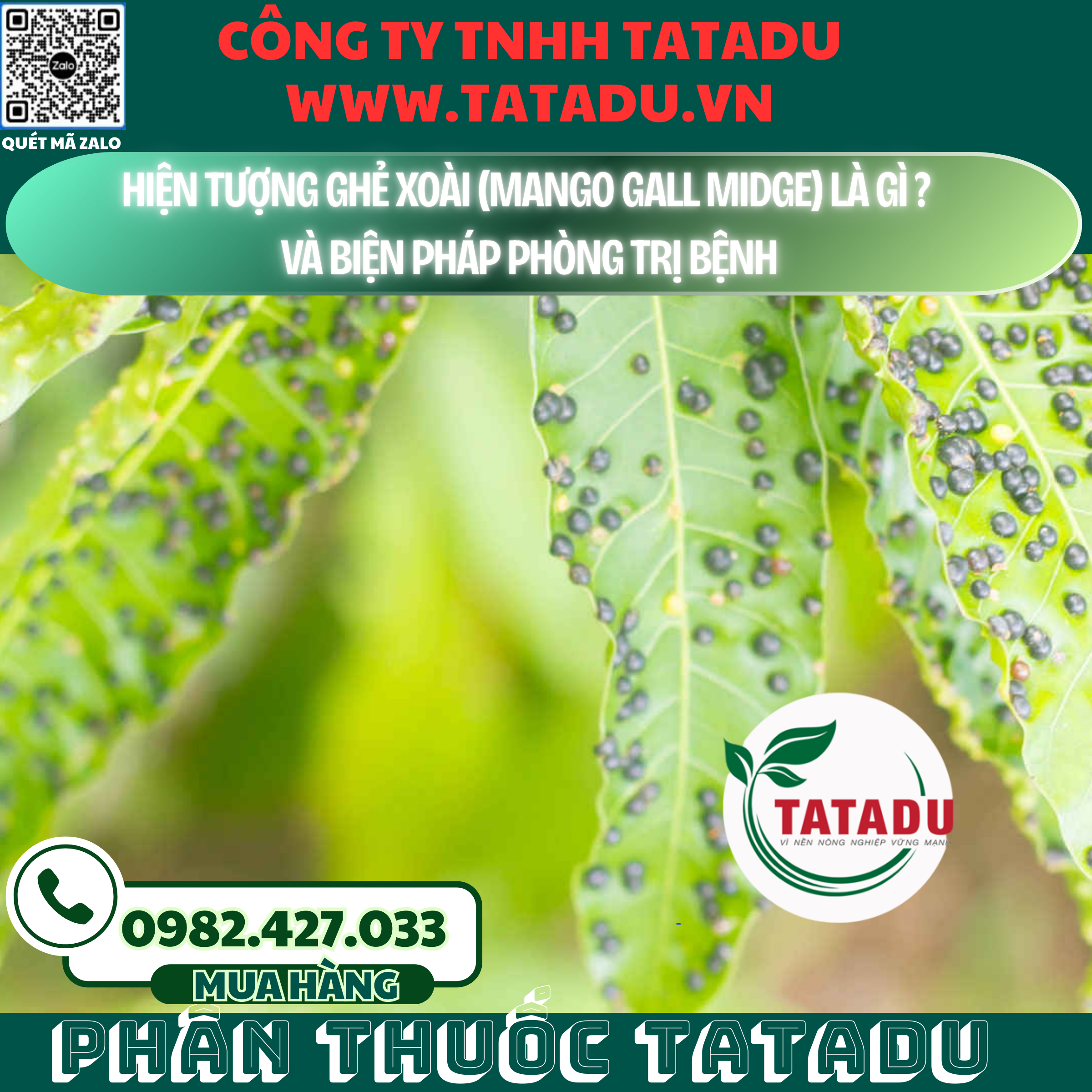 HIEN TUONG GHE XOAI MANGO GALL MIDGE LA GI VA BIEN PHAP PHONG TRI BENH