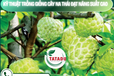 KỸ THUẬT TRỒNG GIỐNG CÂY NA THÁI ĐẠT NĂNG SUẤT CAO – CÔNG TY TNHH TATADU