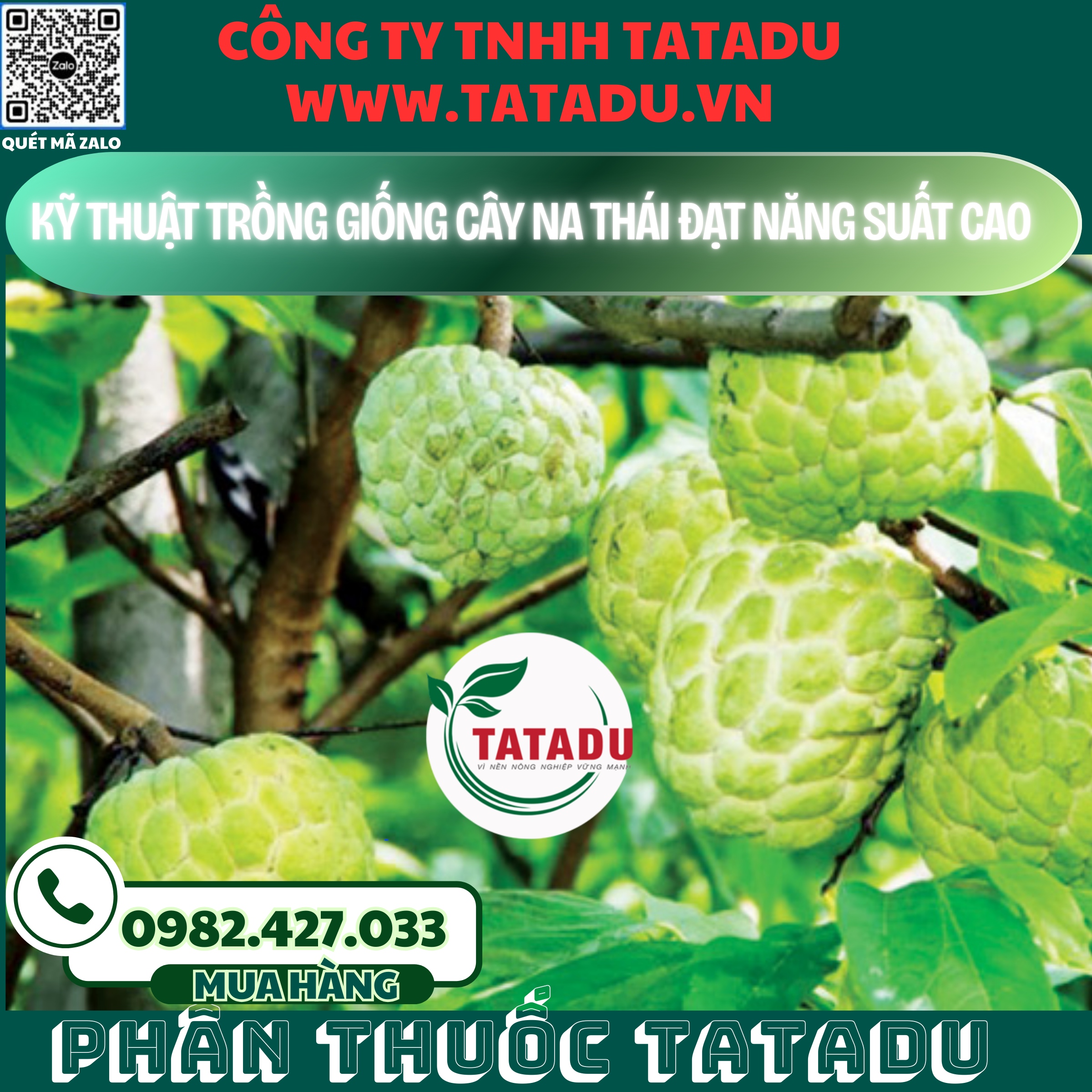 KY THUAT TRONG GIONG CAY NA THAI DAT NANG SUAT CAO