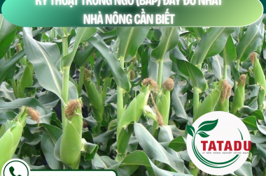 KỸ THUẬT TRỒNG NGÔ (BẮP) ĐẦY ĐỦ NHẤT – NHÀ NÔNG CẦN BIẾT – CÔNG TY TNHH TATADU