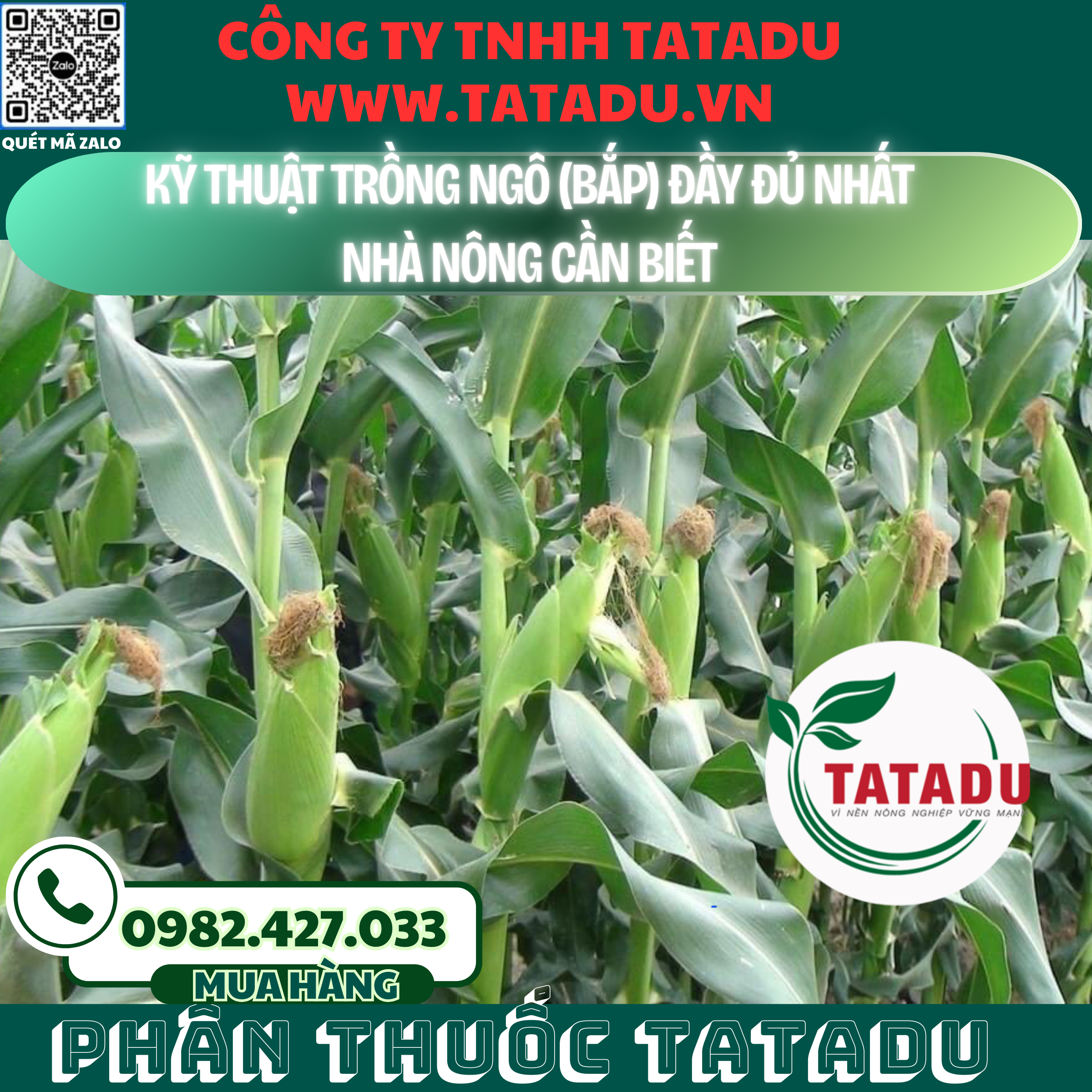 KY THUAT TRONG NGO BAP DAY DU NHAT NHA NONG CAN BIET
