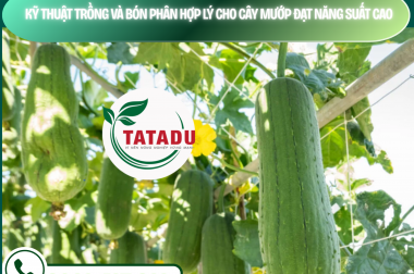 KỸ THUẬT TRỒNG VÀ BÓN PHÂN HỢP LÝ CHO CÂY MƯỚP ĐẠT NĂNG SUẤT CAO – CÔNG TY TNHH TATADU