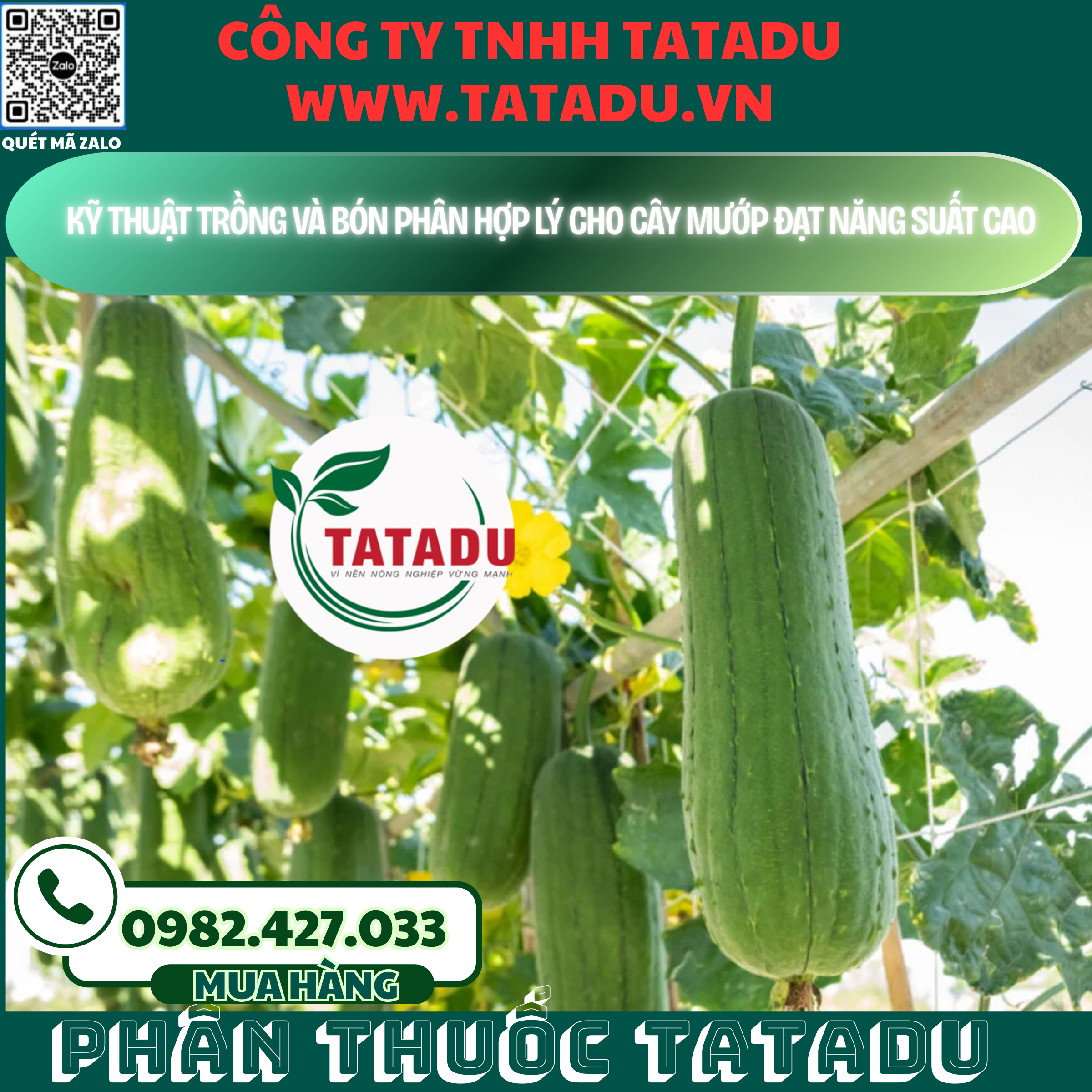 KY THUAT TRONG VA BON PHAN HOP LY CHO CAY MUOP DAT NANG SUAT CAO
