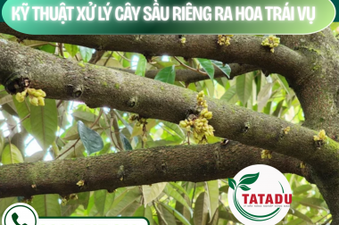 KỸ THUẬT XỬ LÝ CÂY SẦU RIÊNG RA HOA TRÁI VỤ – CÔNG TY TNHH TATADU
