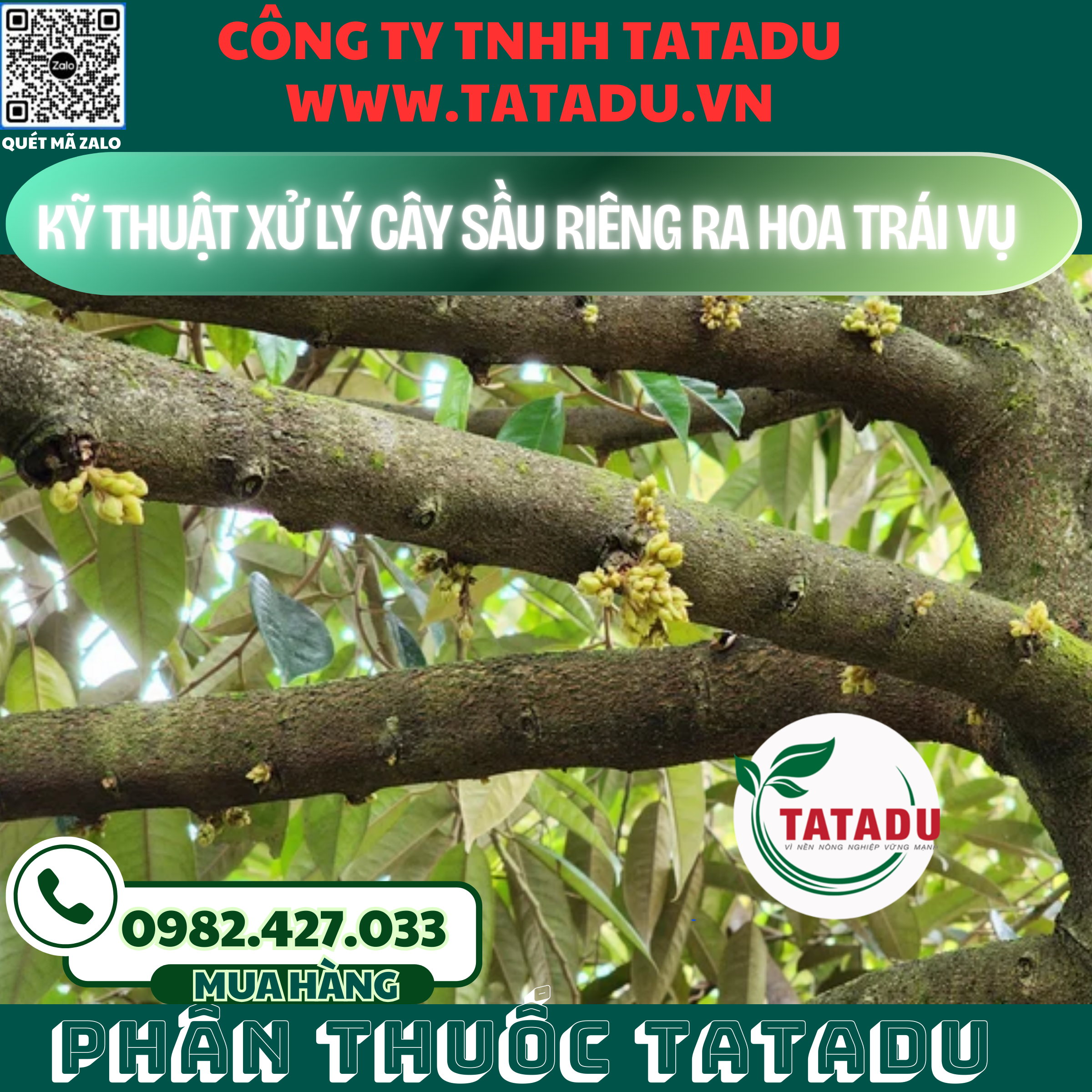 KY THUAT XU LY CAY SAU RIENG RA HOA TRAI VU