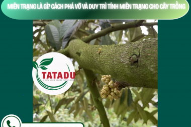 MIÊN TRẠNG LÀ GÌ? CÁCH PHÁ VỠ VÀ DUY TRÌ TÍNH MIÊN TRẠNG CHO CÂY TRỒNG – CÔNG TY TNHH TATADU