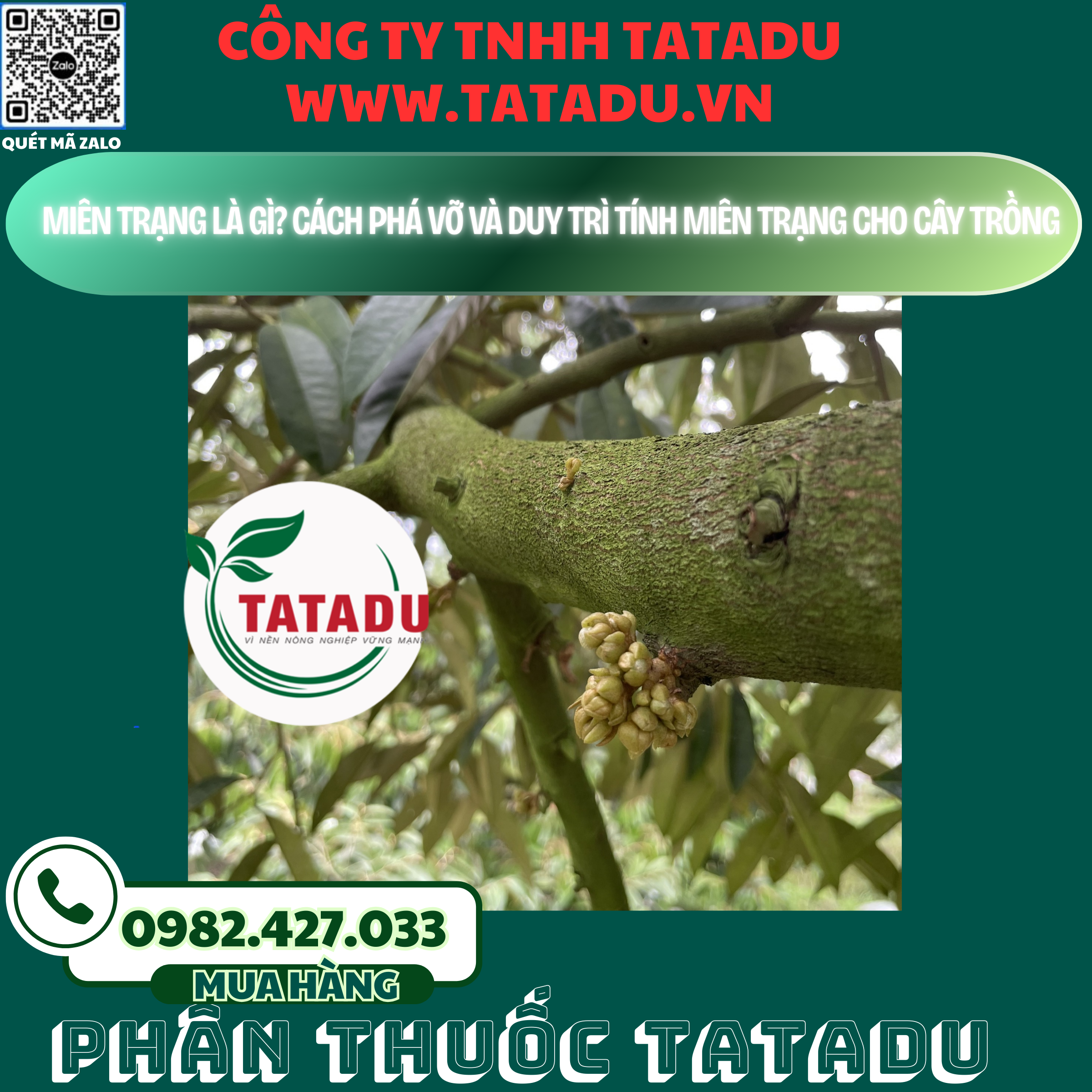 MIEN TRANG LA GI CACH PHA VO VA DUY TRI TINH MIEN TRANG CHO CAY TRONG