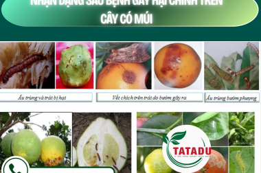 NHẬN DẠNG SÂU BỆNH GÂY HẠI CHÍNH TRÊN CÂY CÓ MÚI – CÔNG TY TNHH TATADU