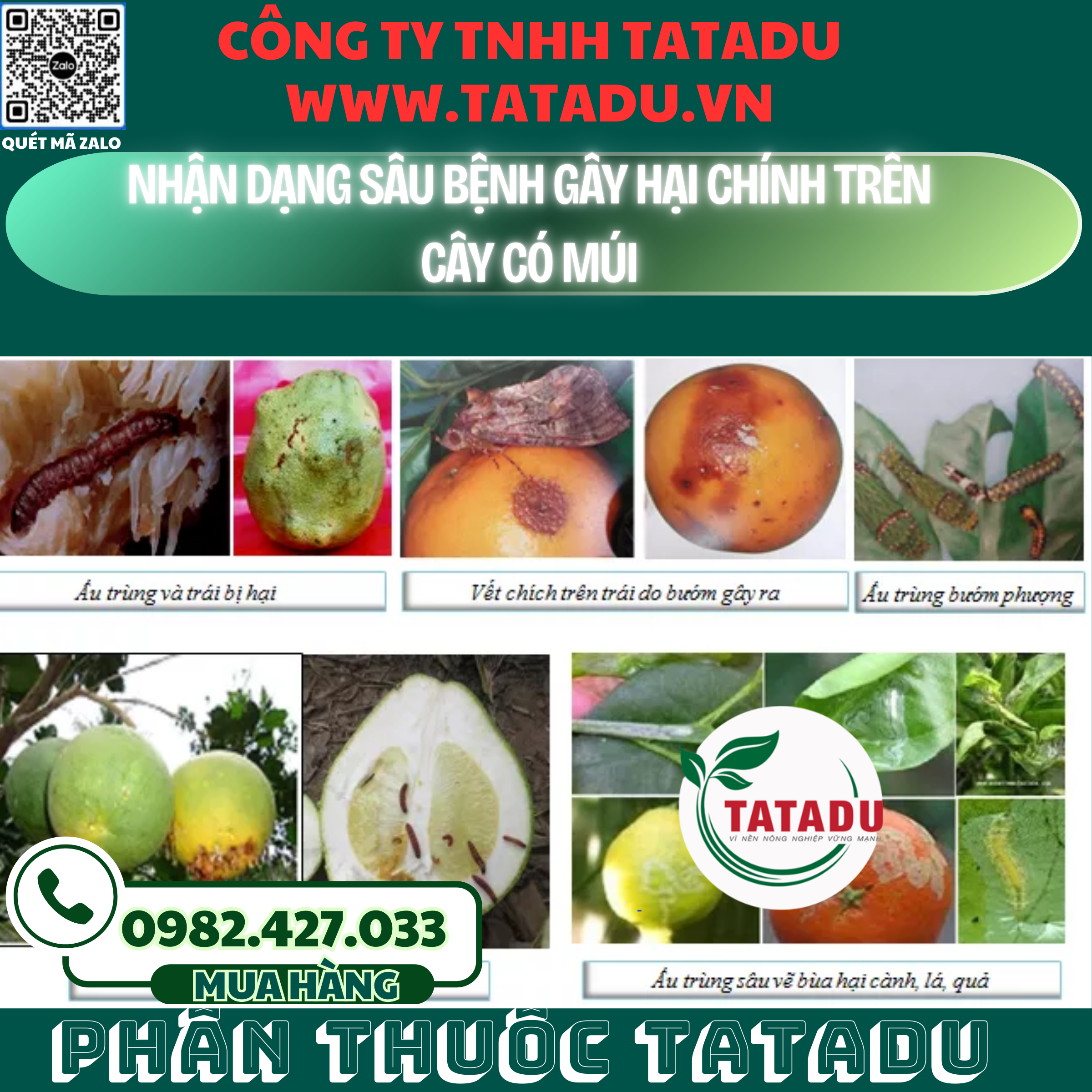 NHAN DANG SAU BENH GAY HAI CHINH TREN CAY CO MUI