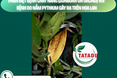 PHÂN BIỆT BỆNH CHÁY NẮNG (SUNBURN ON ORCHID) VỚI BỆNH DO NẤM PYTHIUM GÂY RA TRÊN HOA LAN – CÔNG TY TNHH TATADU