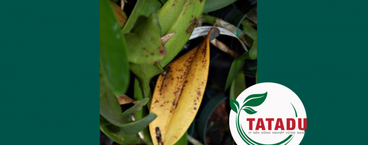 PHAN BIET BENH CHAY NANG SUNBURN ON ORCHID VOI BENH DO NAM PYTHIUM GAY RA TREN HOA LAN