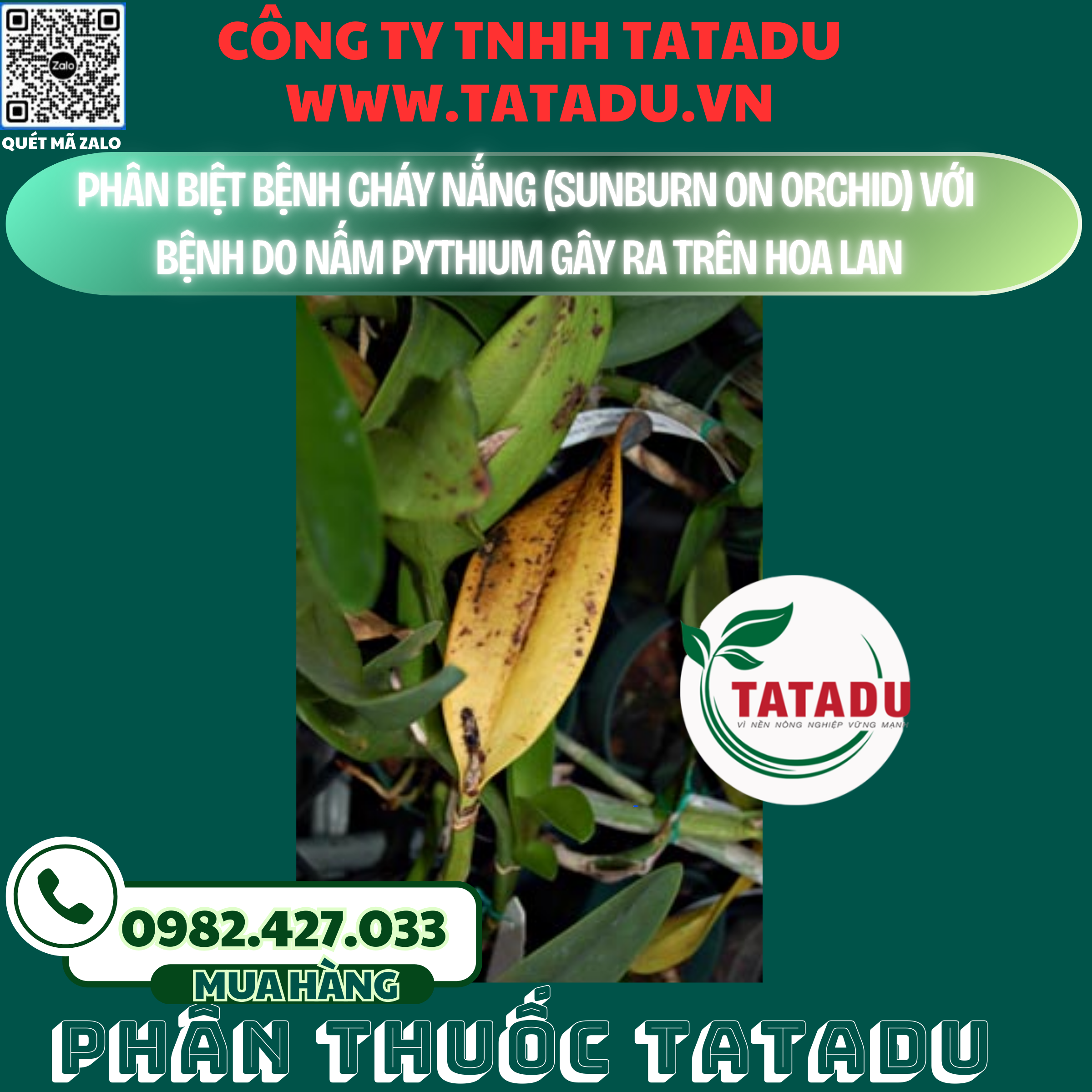 PHAN BIET BENH CHAY NANG SUNBURN ON ORCHID VOI BENH DO NAM PYTHIUM GAY RA TREN HOA LAN