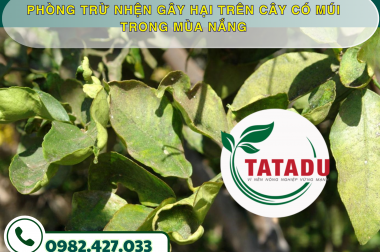 PHÒNG TRỪ NHỆN GÂY HẠI TRÊN CÂY CÓ MÚI TRONG MÙA NẮNG – CÔNG TY TNHH TATADU