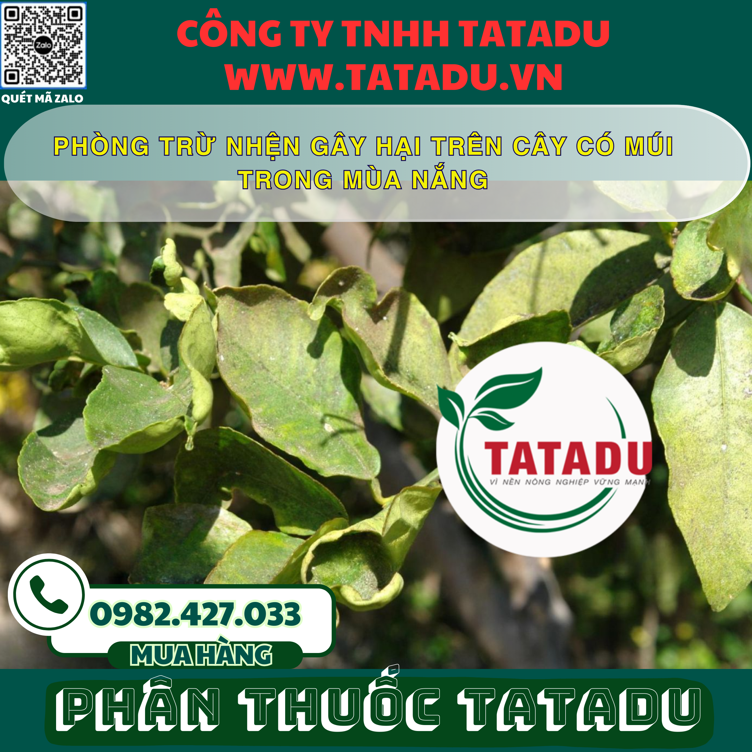 PHONG TRU NHEN GAY HAI TREN CAY CO MUI TRONG MUA NANG