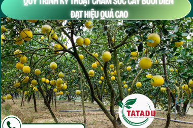 QUY TRÌNH KỸ THUẬT CHĂM SÓC CÂY BƯỞI DIỄN ĐẠT HIỆU QUẢ CAO – CÔNG TY TNHH TATADU