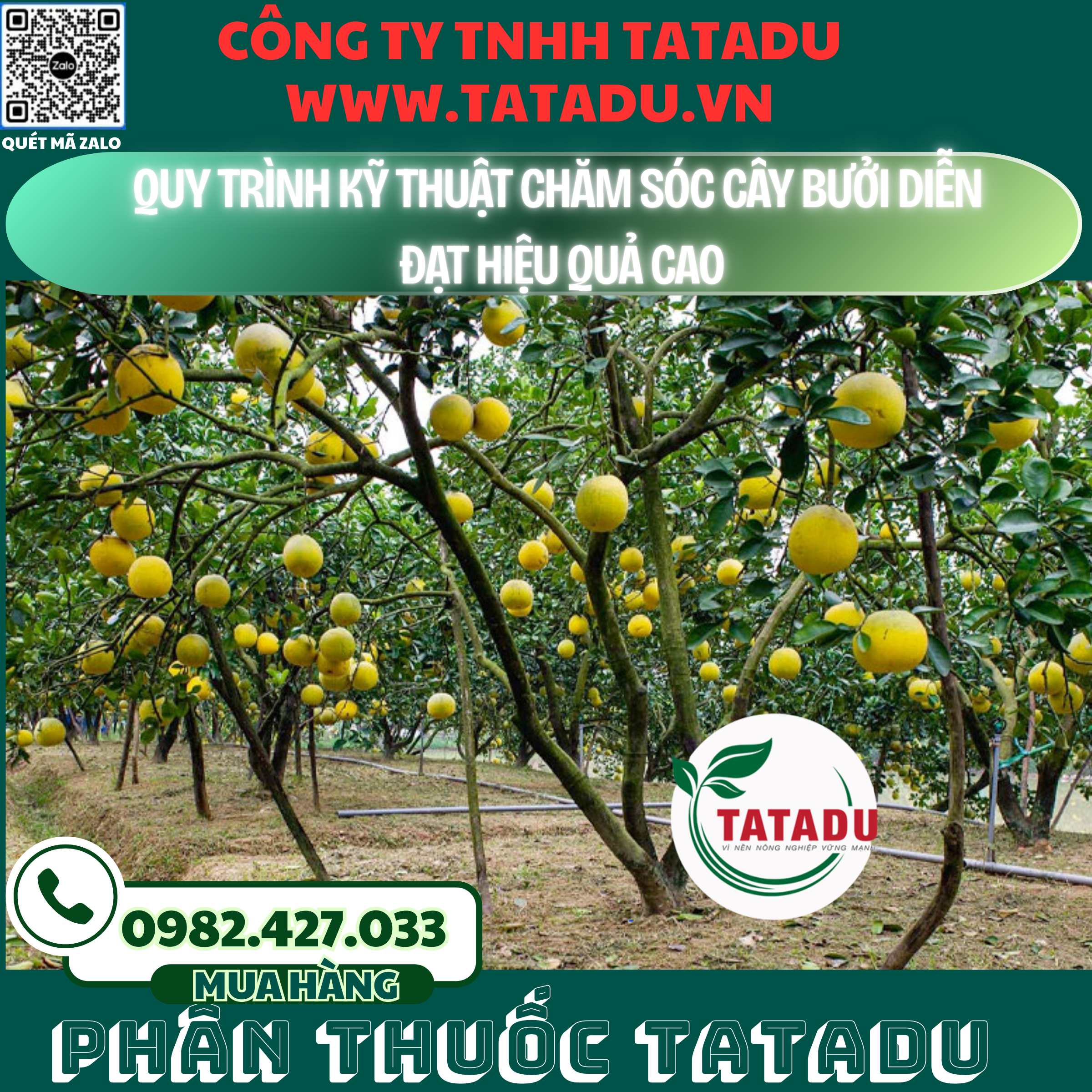 QUY TRINH KY THUAT CHAM SOC CAY BUOI DIEN DAT HIEU QUA CAO