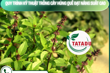 QUY TRÌNH KỸ THUẬT TRỒNG CÂY HÚNG QUẾ ĐẠT NĂNG SUẤT CAO – CÔNG TY TNHH TATADU