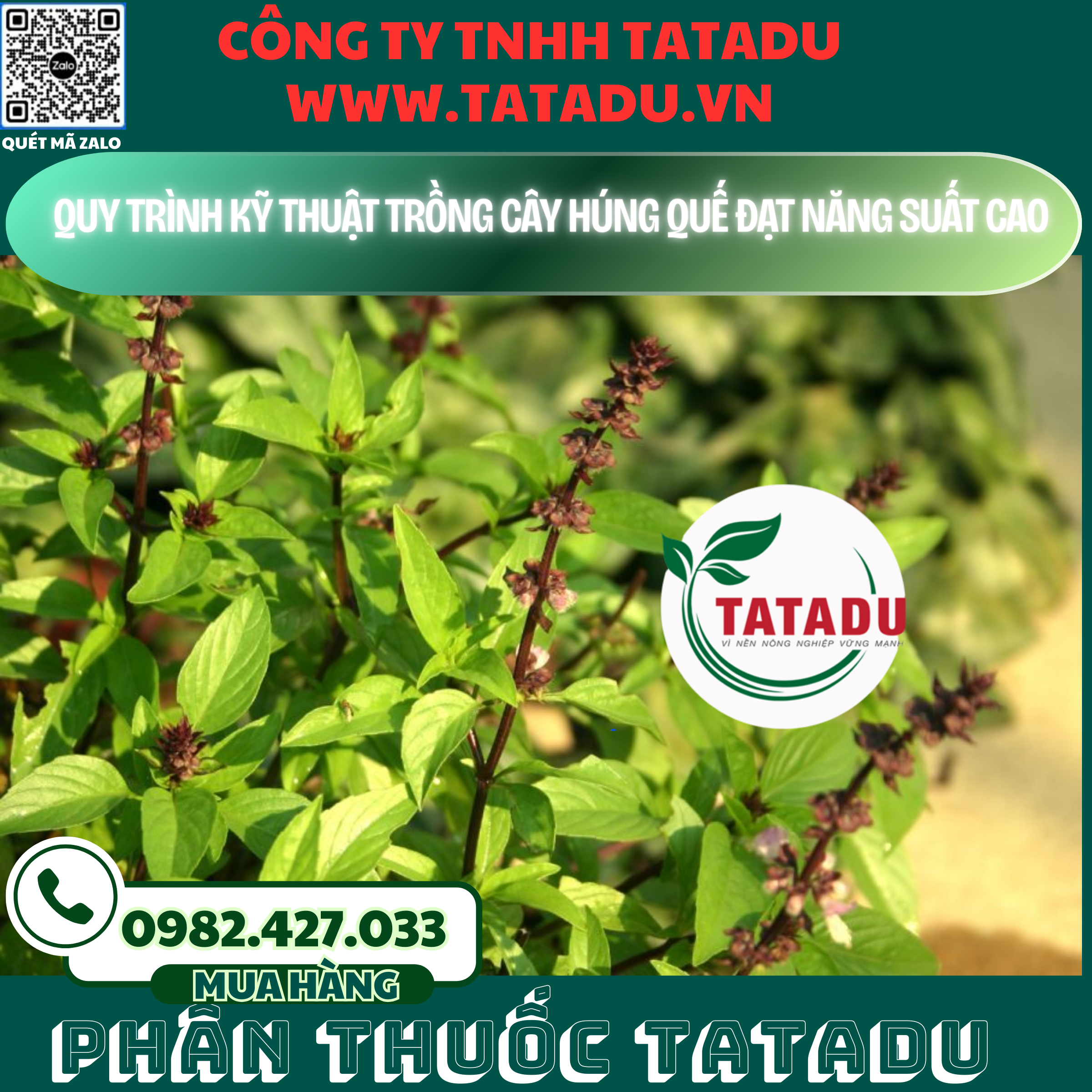 QUY TRINH KY THUAT TRONG CAY HUNG QUE DAT NANG SUAT CAO