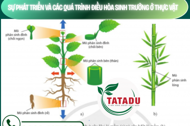 SỰ PHÁT TRIỂN VÀ CÁC QUÁ TRÌNH ÐIỀU HÒA SINH TRƯỞNG Ở THỰC VẬT – CÔNG TY TNHH TATADU