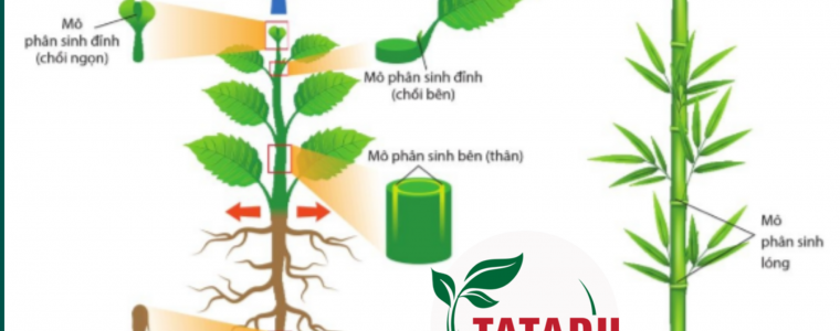 SU PHAT TRIEN VA CAC QUA TRINH DIEU HOA SINH TRUONG O THUC VAT