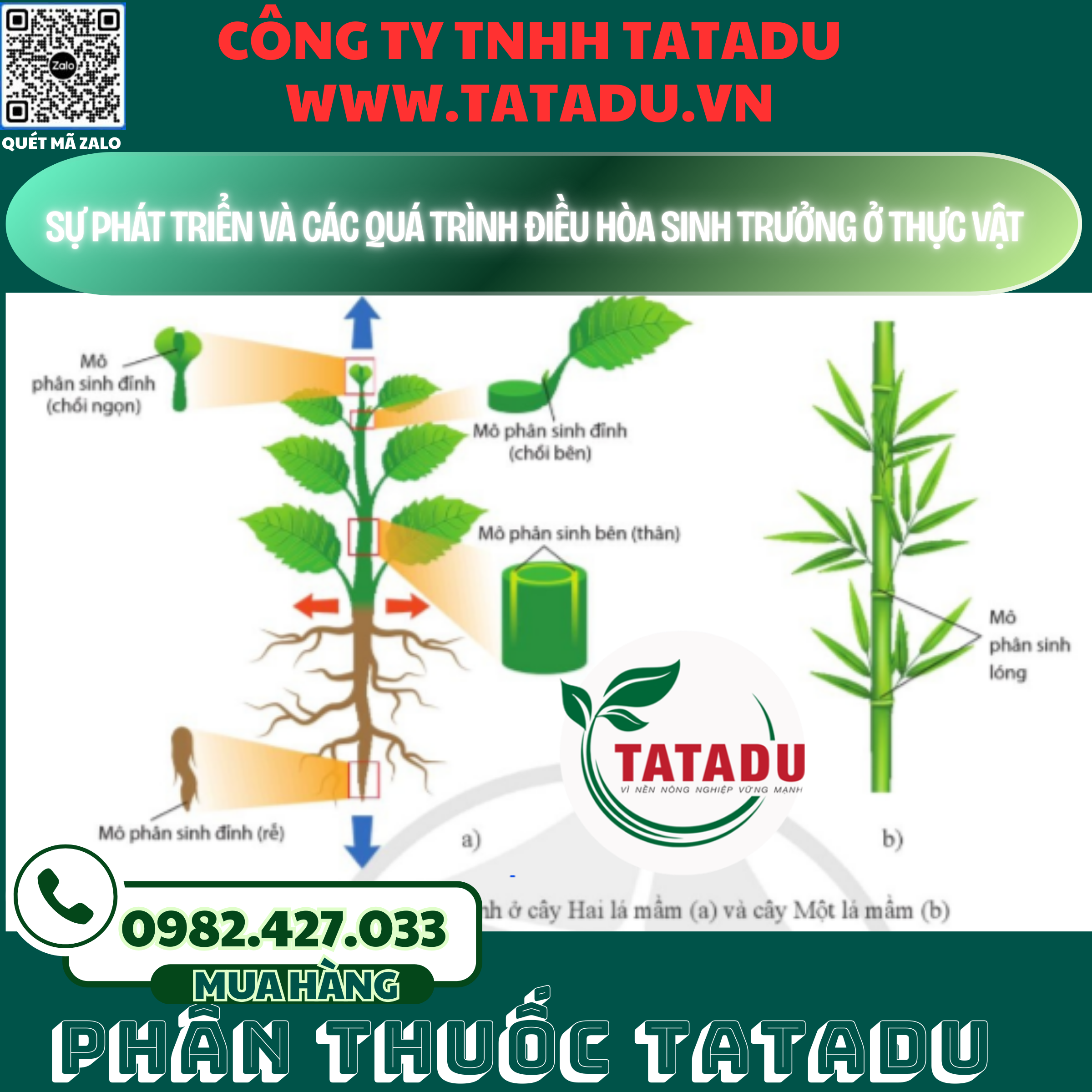 SU PHAT TRIEN VA CAC QUA TRINH DIEU HOA SINH TRUONG O THUC VAT