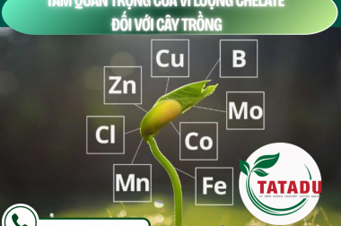 TẦM QUAN TRỌNG CỦA VI LƯỢNG CHELATE ĐỐI VỚI CÂY TRỒNG – CÔNG TY TNHH TATADU