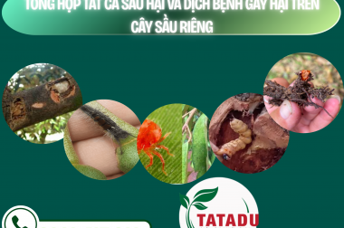 TỔNG HỢP TẤT CẢ SÂU HẠI VÀ DỊCH BỆNH GÂY HẠI TRÊN CÂY SẦU RIÊNG – CÔNG TY TNHH TATADU