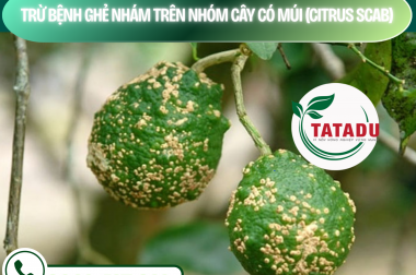 TRỪ BỆNH GHẺ NHÁM TRÊN NHÓM CÂY CÓ MÚI (CITRUS SCAB) – CÔNG TY TNHH TATADU