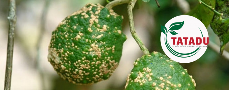 TRU BENH GHE NHAM TREN NHOM CAY CO MUI CITRUS SCAB