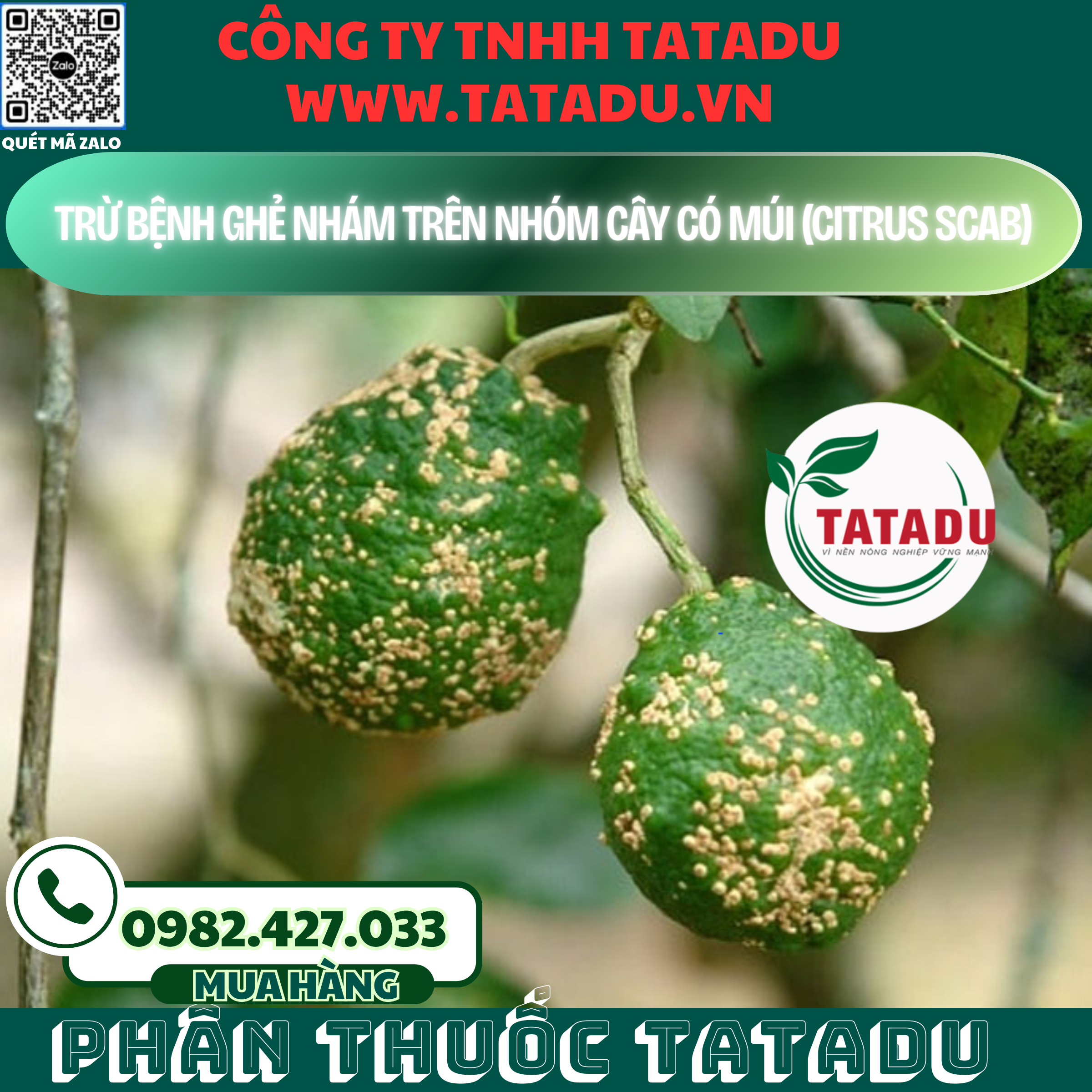 TRU BENH GHE NHAM TREN NHOM CAY CO MUI CITRUS SCAB