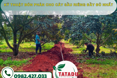 KỸ THUẬT BÓN PHÂN CHO CÂY SẦU RIÊNG ĐẦY ĐỦ NHẤT – CÔNG TY TNHH TATADU